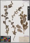 Foto von Salix cinerea L. x Salix nigricans Sm.